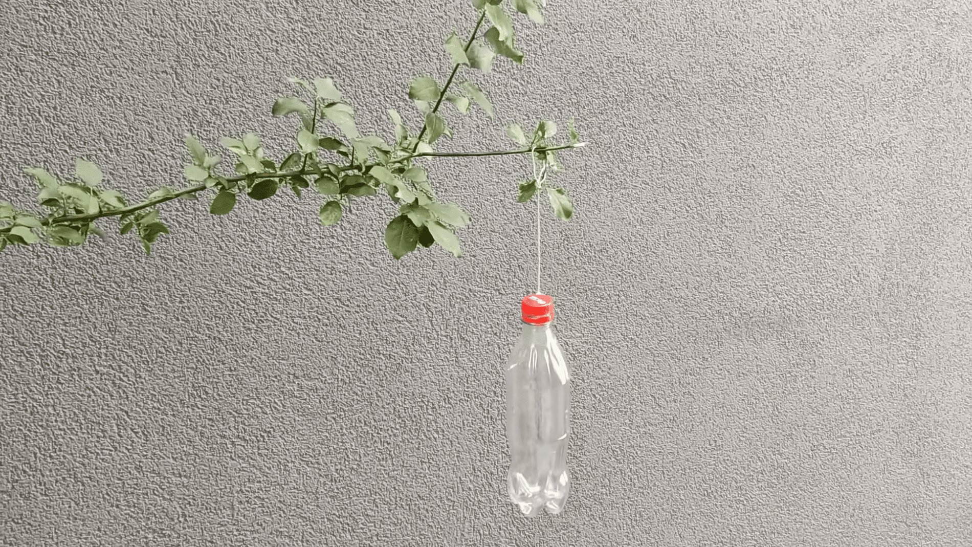 Експерти розповіли, як легко позбутися плодових мушок та комах в саду. Фото:YouTube/PRIRODNOZDRAVLJE