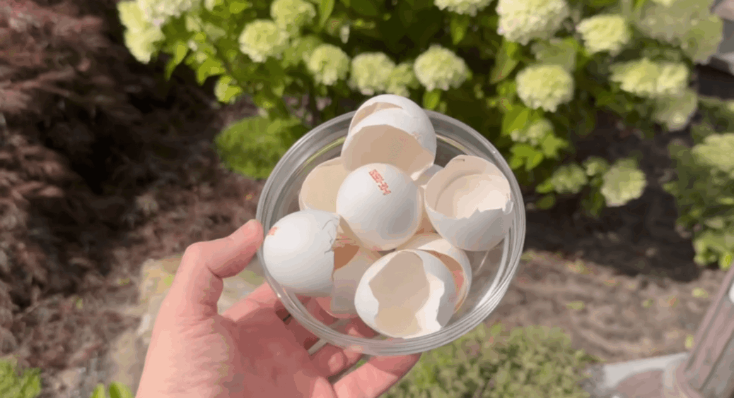 І город підживила, і слимаків “спровадила”: коштує 0 гривень, а ефект колосальний. Не “вуду”, а лайфхак 