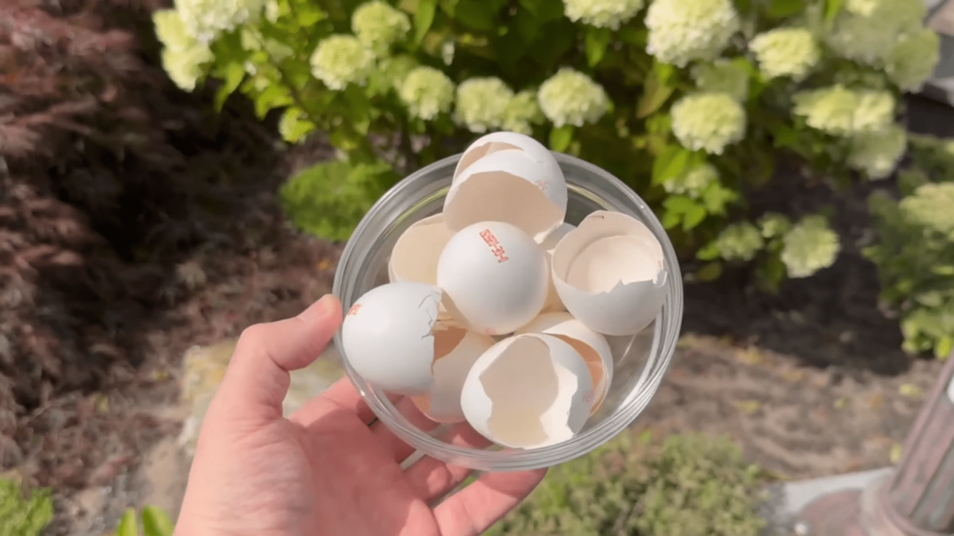 Експерти розповіли про корисний спосіб використання яєчної шкаралупи. Фото: YouTube/Smart Fox