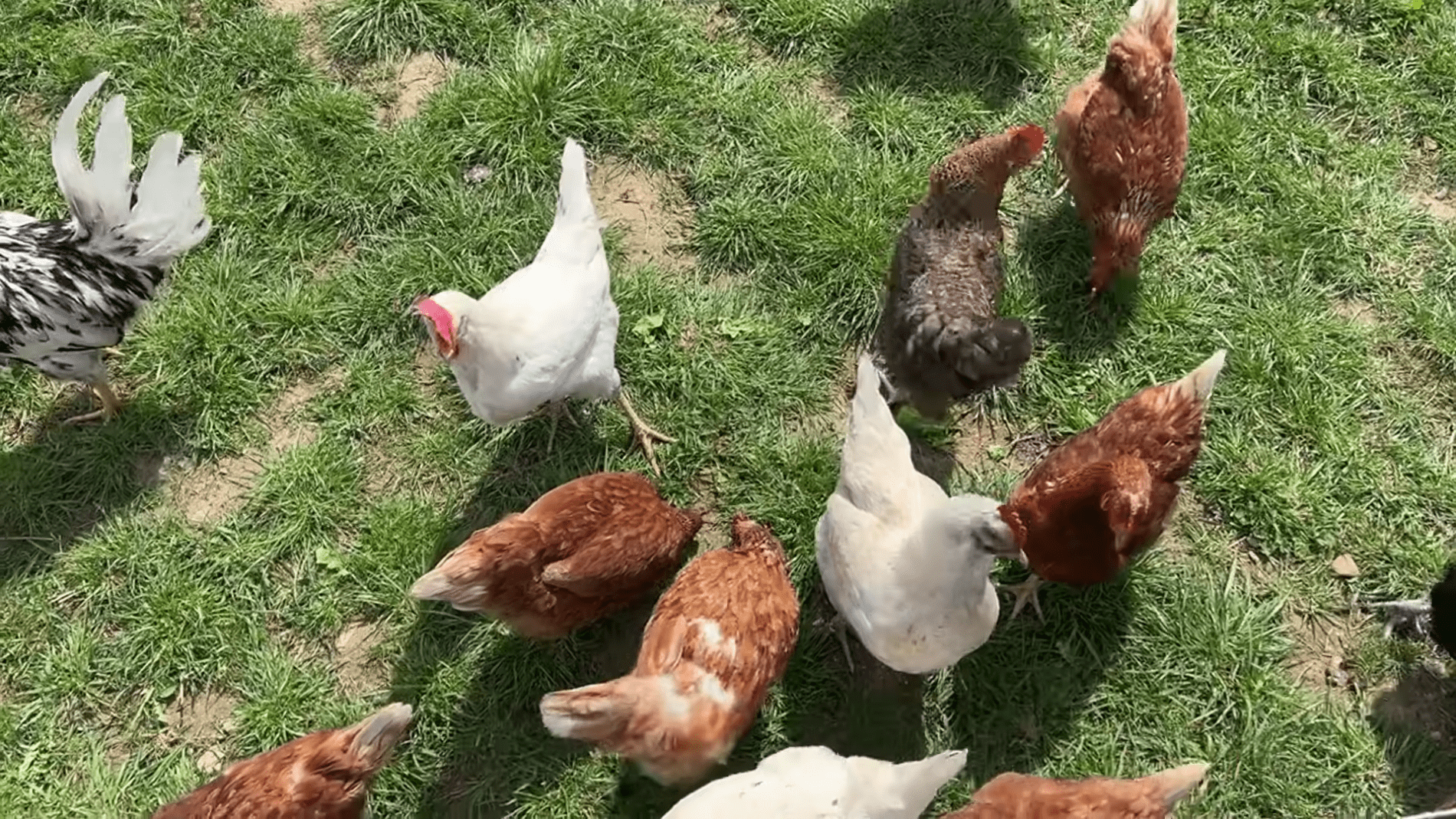 Експерти розповіли, як підтримати гарну яйценосність курей. Фото: YouTube/PLANTS