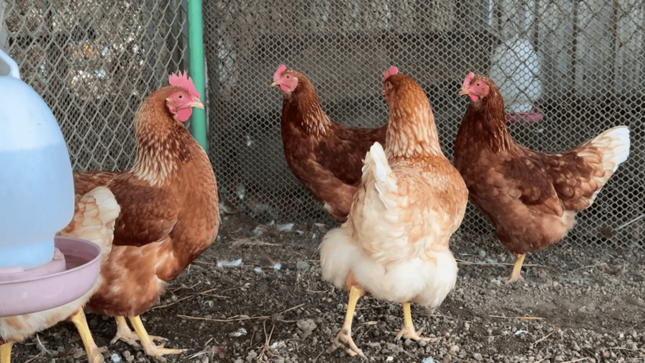 Експерти розповіли, як підтримати гарну яйценосність курей. Фото: YouTube/PLANTS