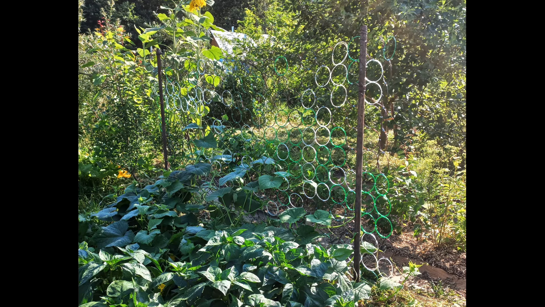 Городники розповіли, як зробити сітку для саду з пластикових пляшок. Фото: YouTube