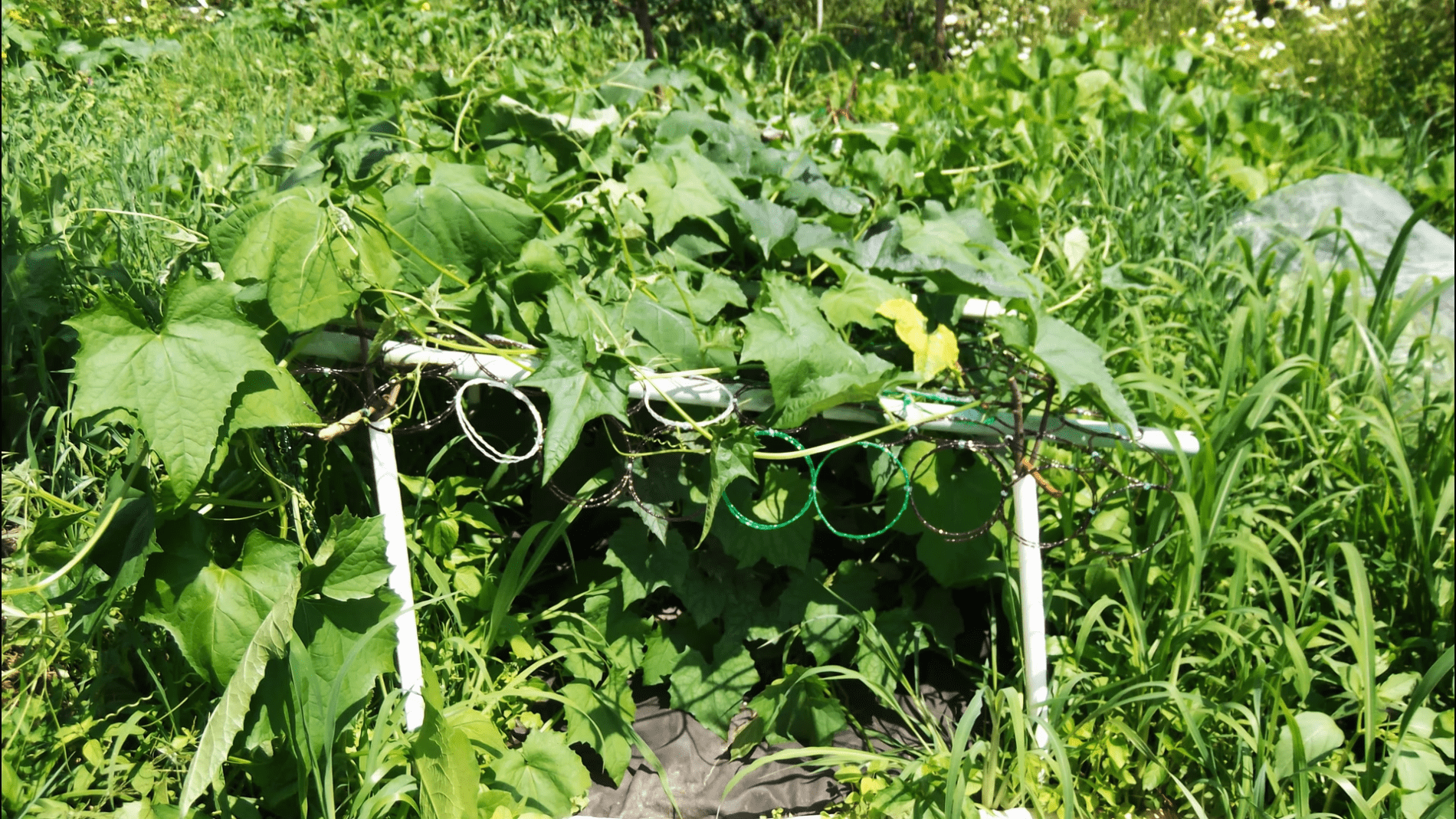 Городники розповіли, як зробити сітку для саду з пластикових пляшок. Фото: YouTube