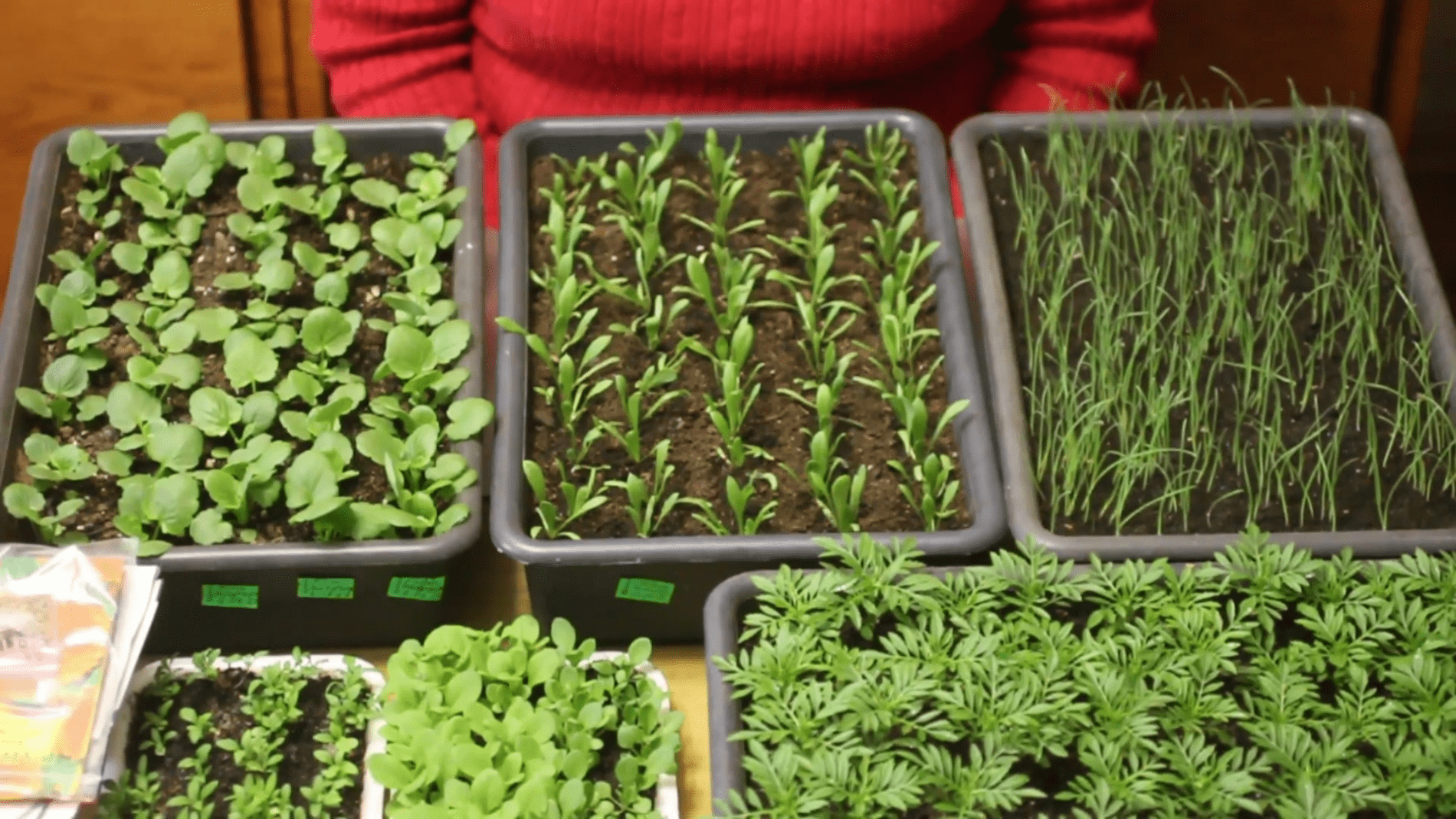 Городники розповіли, що можна сіяти на ділянці в квітні. Фото: YouTube/КВІТИ  САД  ГОРОД