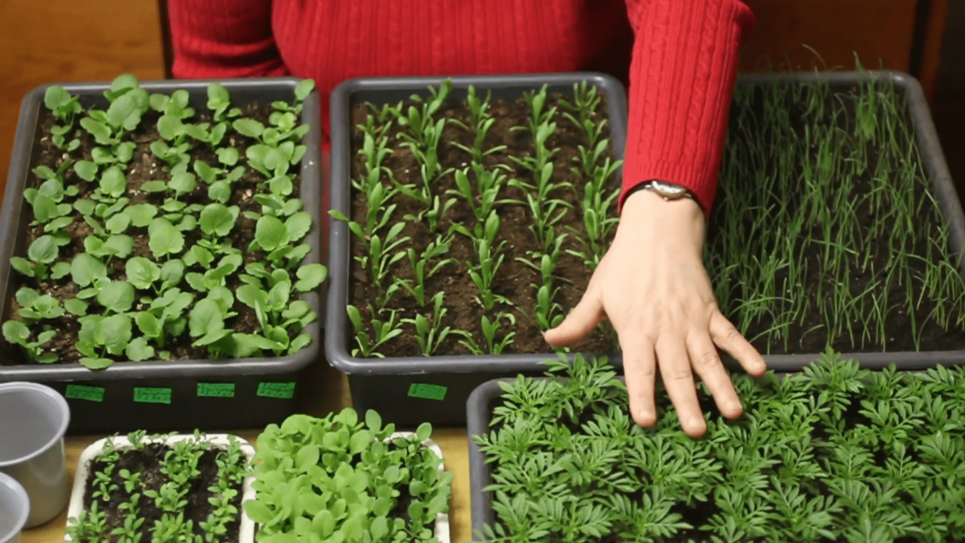 Городники розповіли, що можна сіяти на ділянці в квітні. Фото: YouTube/КВІТИ  САД  ГОРОД