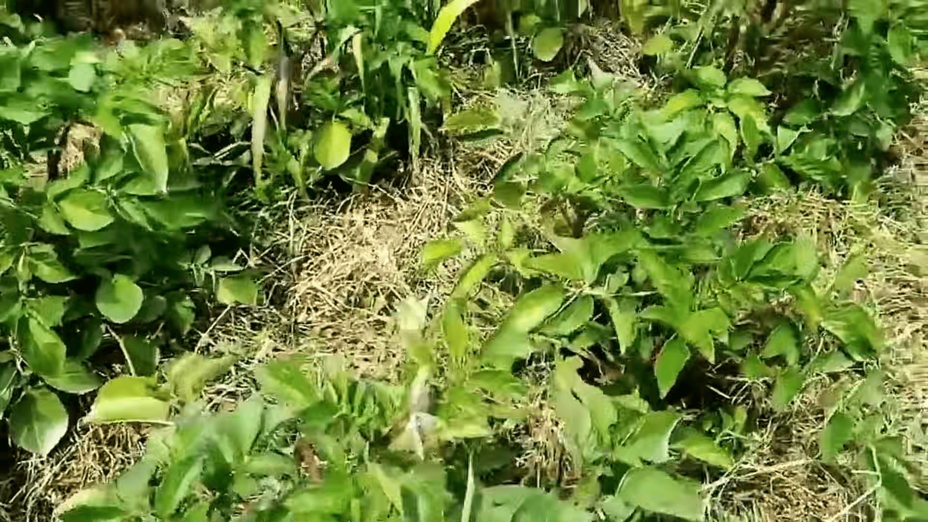 Городники розповіли, як використати скошену траву у квітні на грядках. Фото: YouTube/Lekovite Biljke