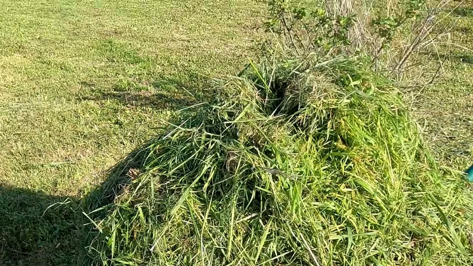 Городники розповіли, як використати скошену траву у квітні на грядках. Фото: YouTube/Lekovite Biljke