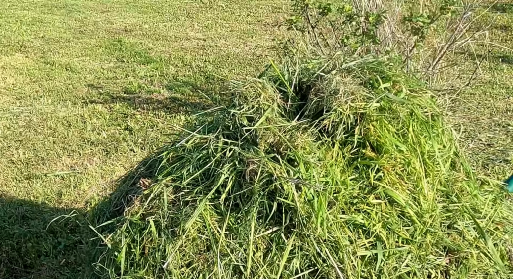 Сусідка витрачає 500 грн на добрива – а я заливаю траву водою 1:10 і город годує нас весь сезон безкоштовно 