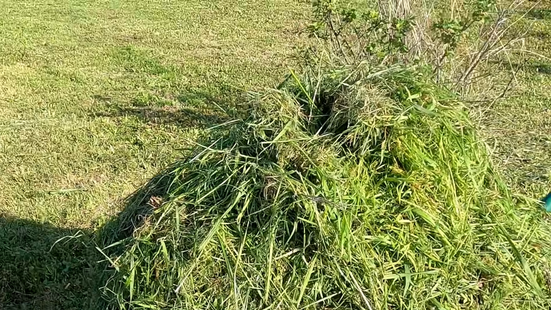 Городники розповіли, як використати скошену траву у квітні на грядках. Фото: YouTube/Lekovite Biljke