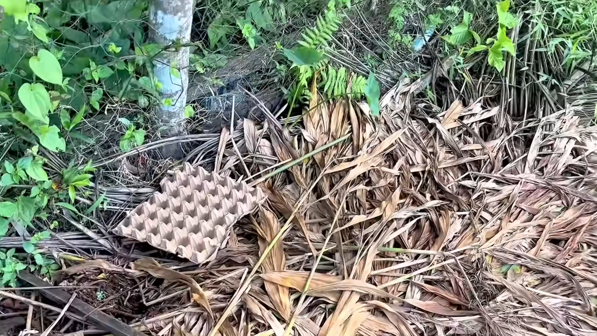 Експерти розповіли, як використати лотки з-під яєць з користю. Фото: YouTube/Secret Trick