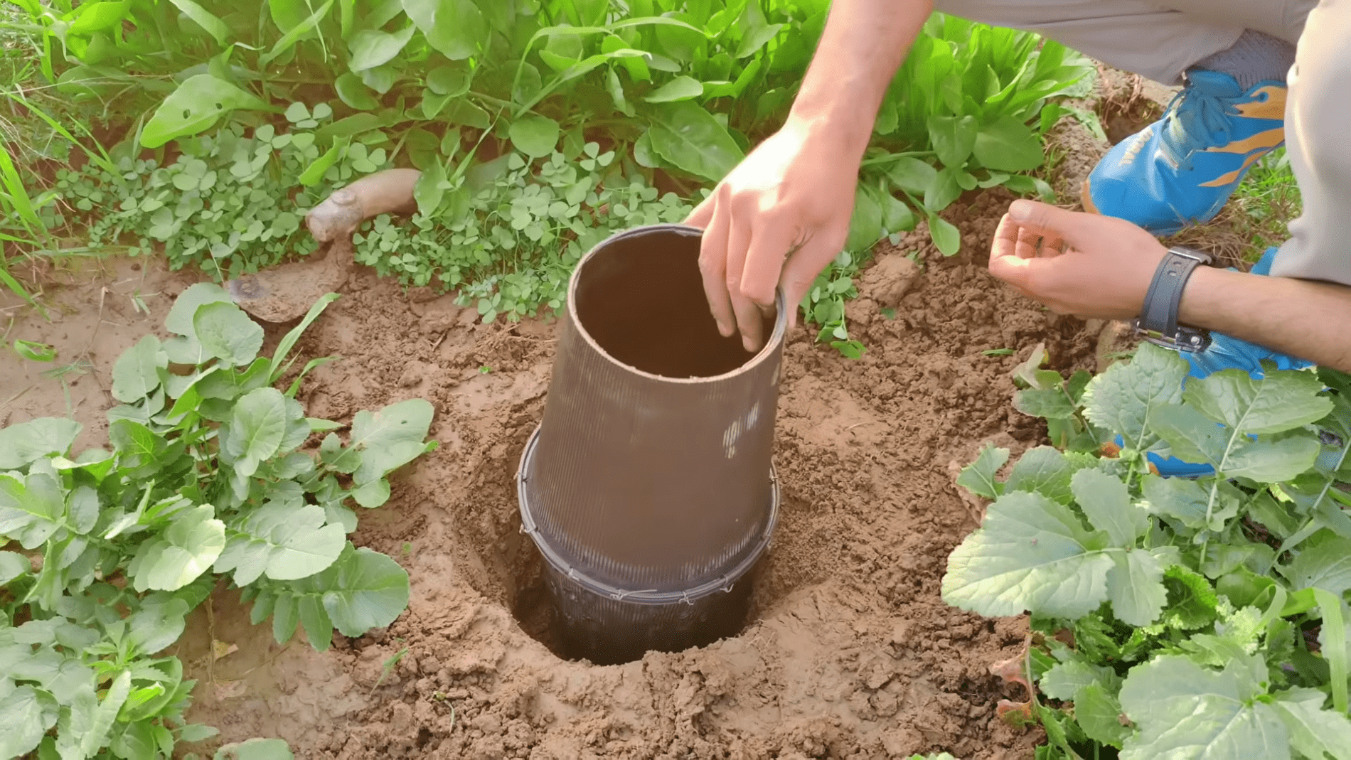 Городники розповіли про ефективний спосіб компостування прямо на грядці. Фото: YouTube/Noble Garden 