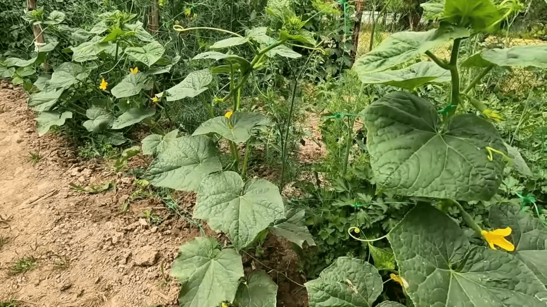 Городники назвали найкращі сорти огірків для грядок. Фото: YouTube/Моя Дача, Сад, Город та Все Довкола Них