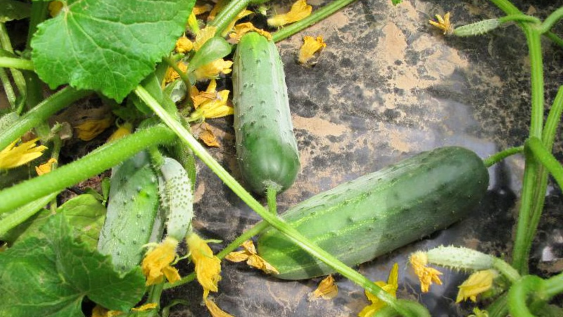 Городники назвали найкращі сорти огірків для грядок. Фото: YouTube/Моя Дача, Сад, Город та Все Довкола Них