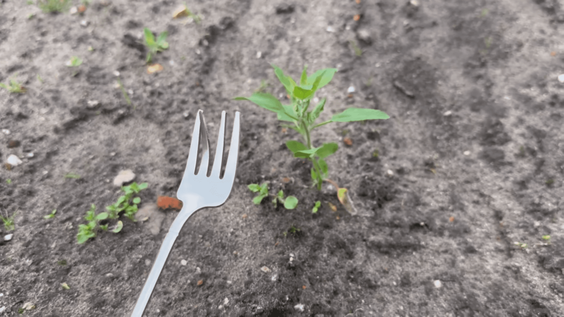 Городники розповіли про простий і дієвий спосіб боротьби з бур'янами. Фото: YouTube/Smart Fox