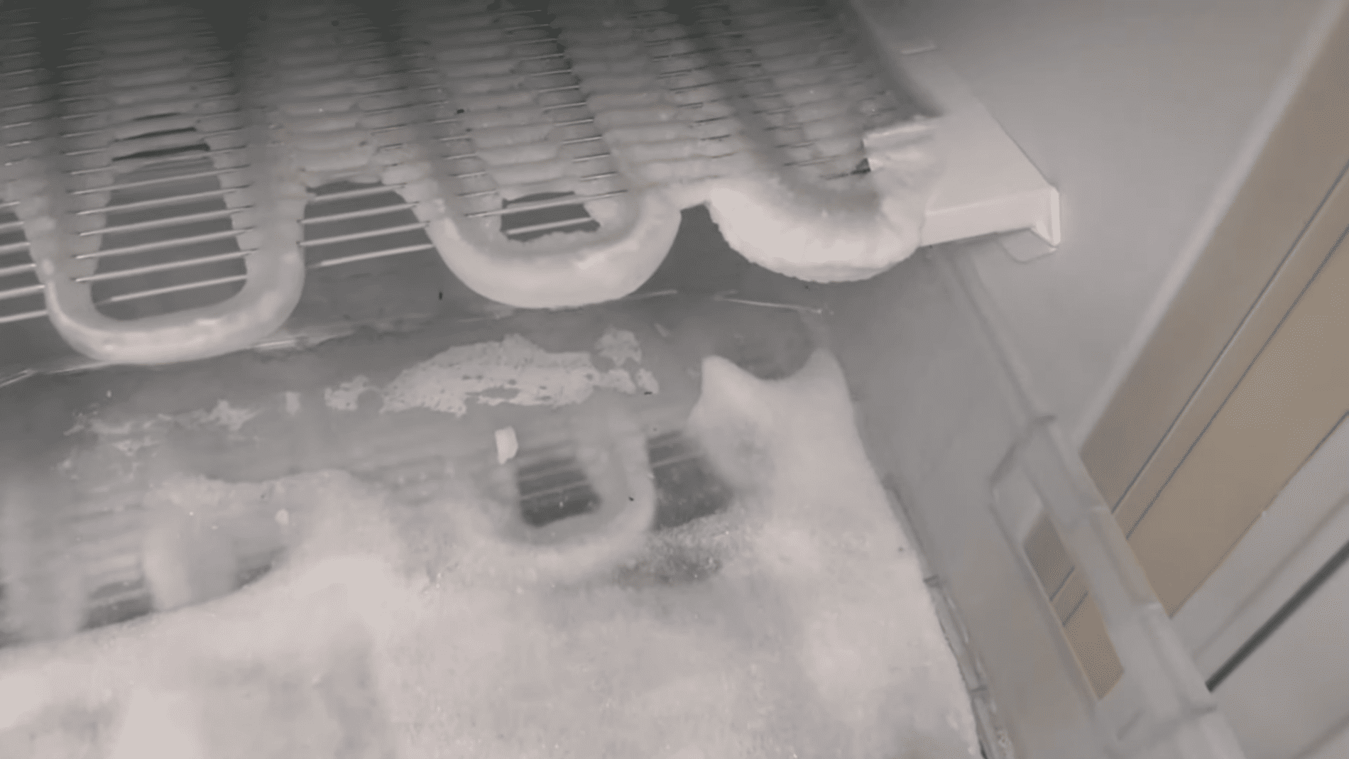 Експерти розповіли, навіщо класти губку для посуду в морозилку. Фото: YouTube/Smart Fox