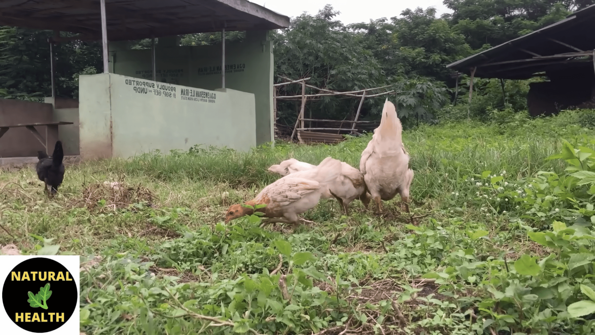 Експерти розповіли, як доглядати за курами в квітні. Фото: YouTube/ПРИРОДНЕ ЗДОРОВ'Я