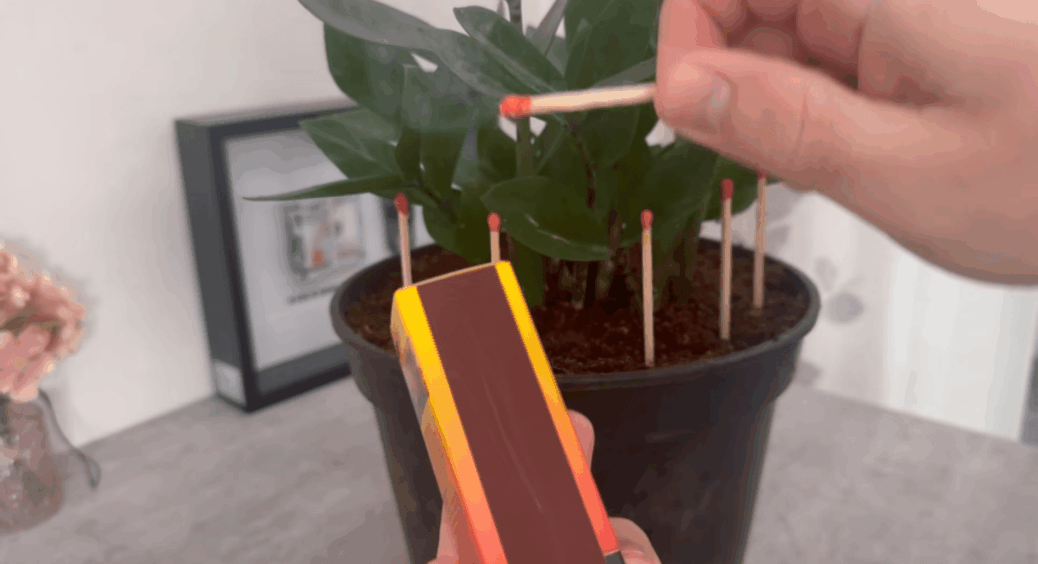 Встромила 8 сірників у горщик головками вниз – і вазони за 2 тижні обросли листям, як наче так і треба 