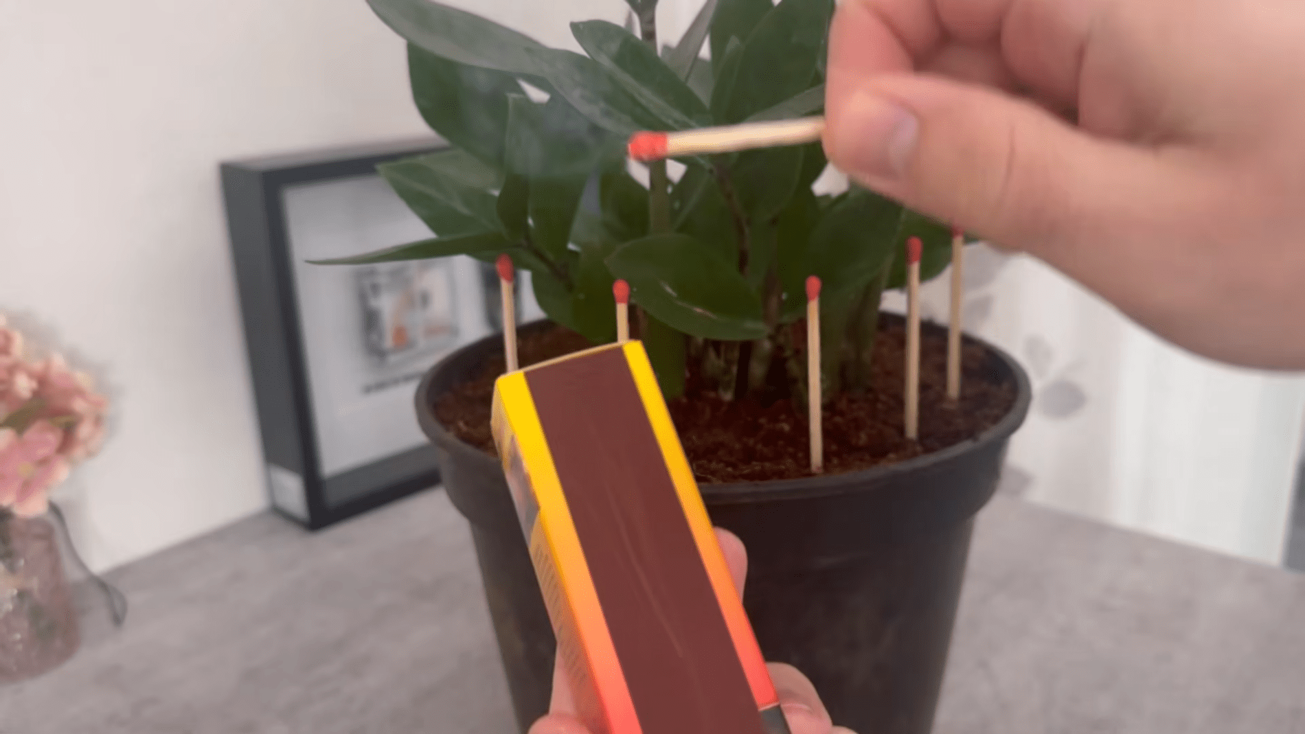 Садівники назвали незвичний спосіб догляду за кімнатними рослинами. Фото:YouTube/Smart Fox