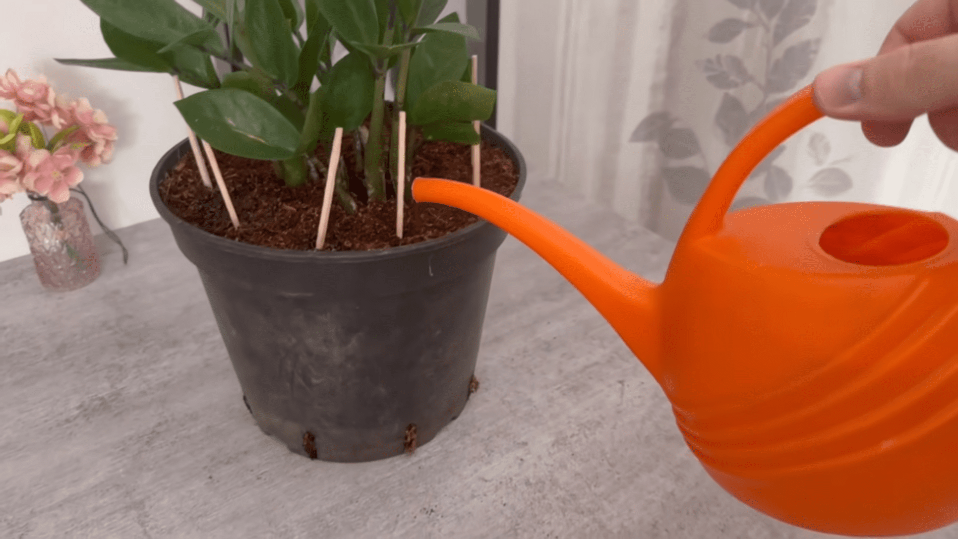 Садівники назвали незвичний спосіб догляду за кімнатними рослинами. Фото:YouTube/Smart Fox
