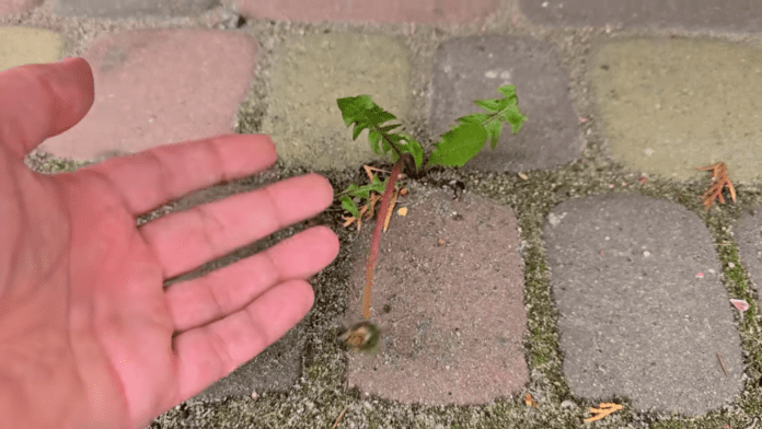 Городники розповіли простий спосіб позбутися бур'янів на грядках. Фото: YouTube