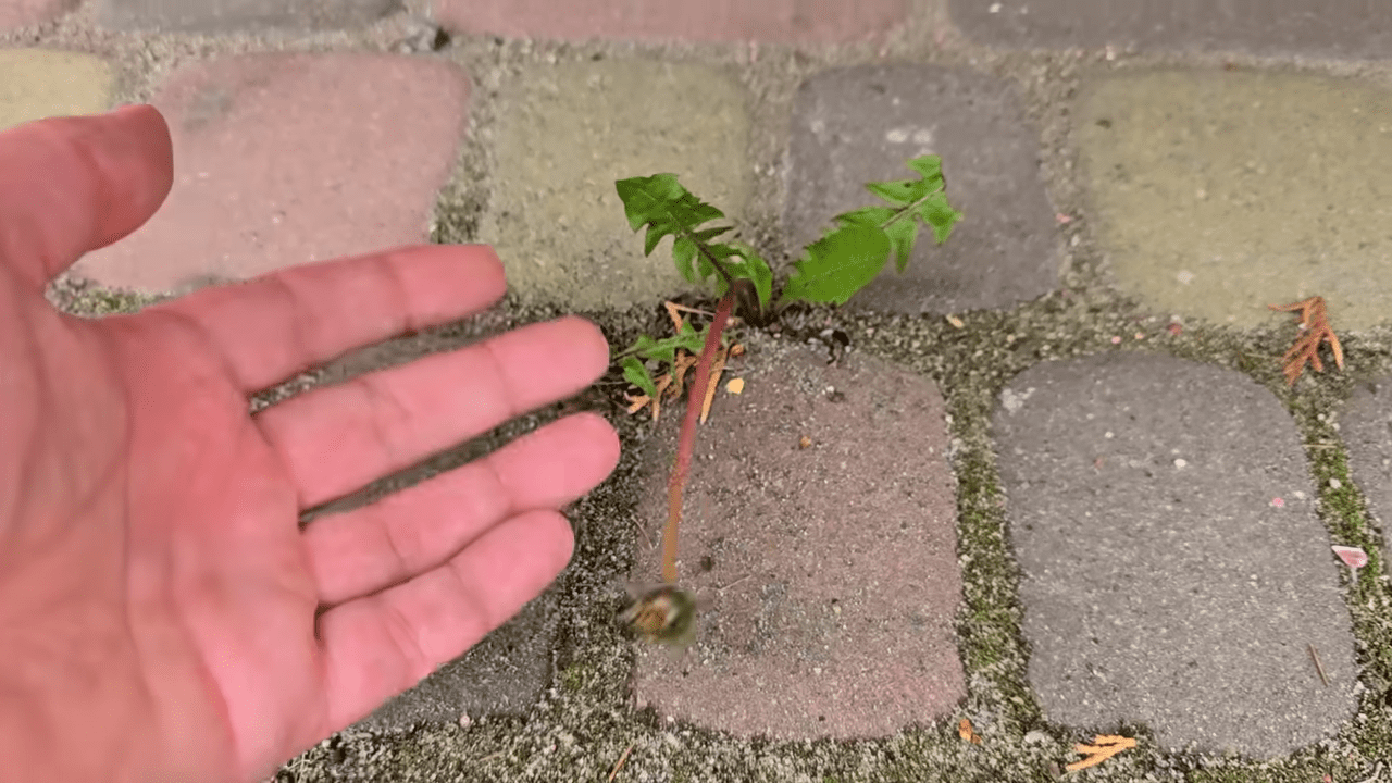 Городники розповіли простий спосіб позбутися бур'янів на грядках. Фото: YouTube