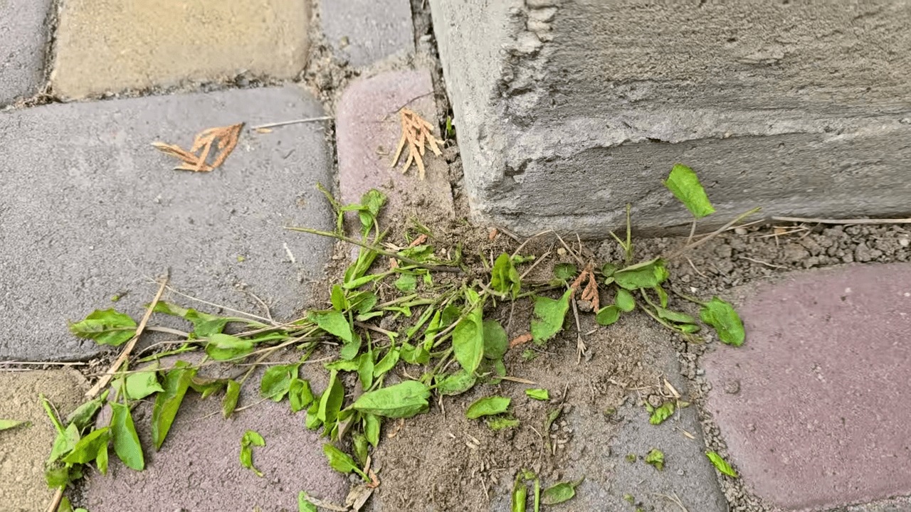 Городники розповіли простий спосіб позбутися бур'янів на грядках. Фото: YouTube