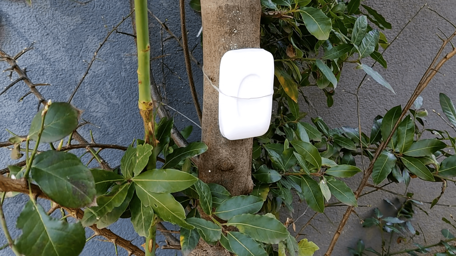 Дачники розповіли ефективний спосіб захисту рослин від шкідників. Фото: YouTube/ ПРИРОДНЕ ЗДОРОВ'Я