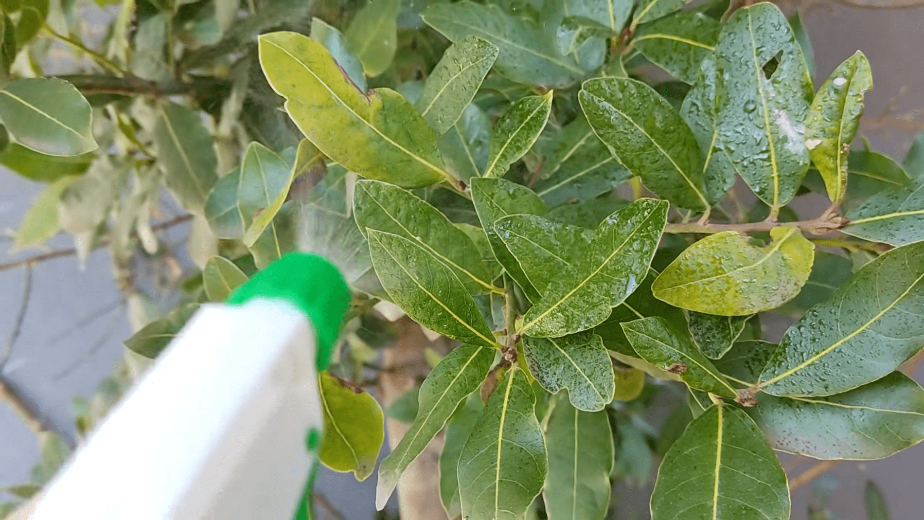 Дачники розповіли ефективний спосіб захисту рослин від шкідників. Фото: YouTube/ ПРИРОДНЕ ЗДОРОВ'Я