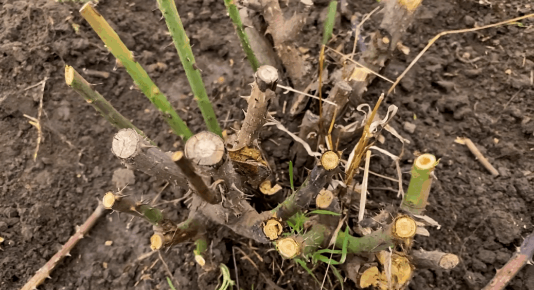 Лише 1 помилка з термінами – і замість квітів кволі пагони: обрізаю троянди тільки при цій умові 