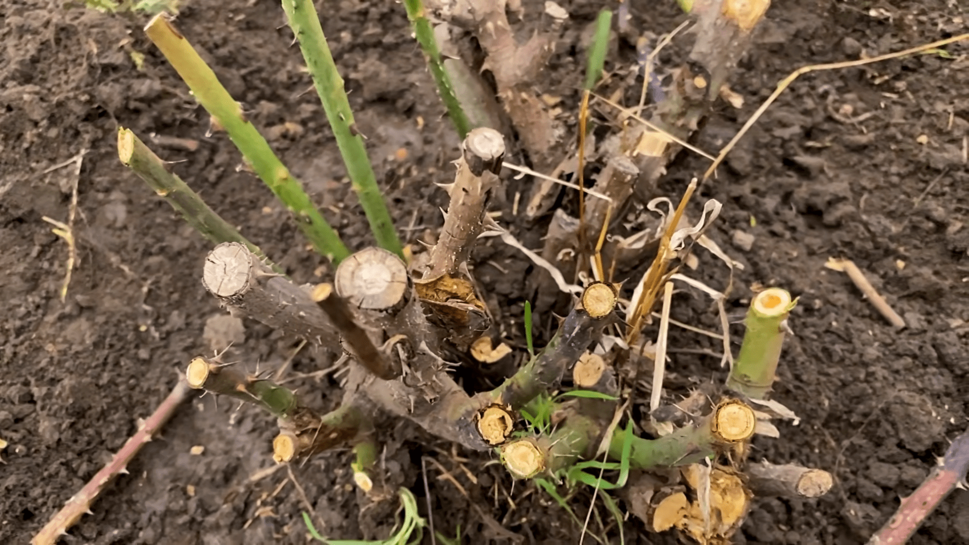 Садівники розповіли секрети весняної обрізки троянд. Фото: YouTube/Корисне TV