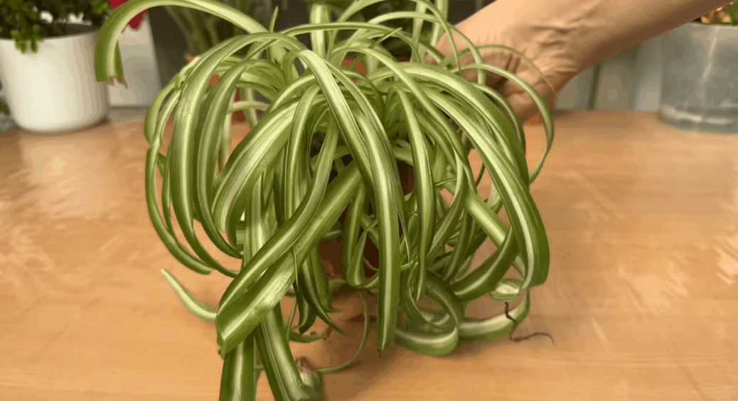 Флористи беруть гроші за пораду, яку я даю безкоштовно: 1 чайна цього – і хлорофітум не буріє 