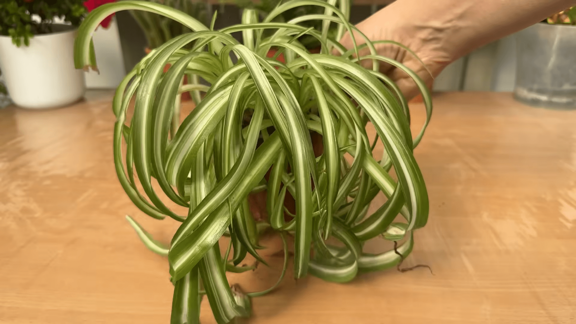 Садівники розповіли, що робити, якщо буріють кінчики хлорофітуму. Фото: YouTube/Все про рослини