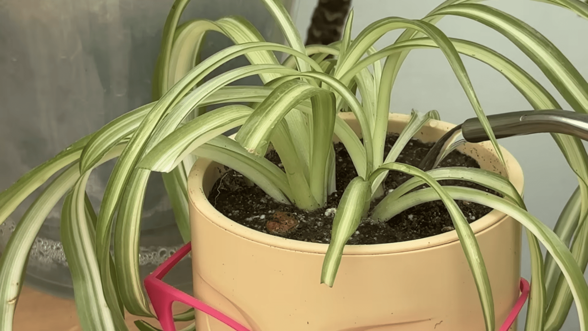 Садівники розповіли, що робити, якщо буріють кінчики хлорофітуму. Фото: YouTube/Все про рослини