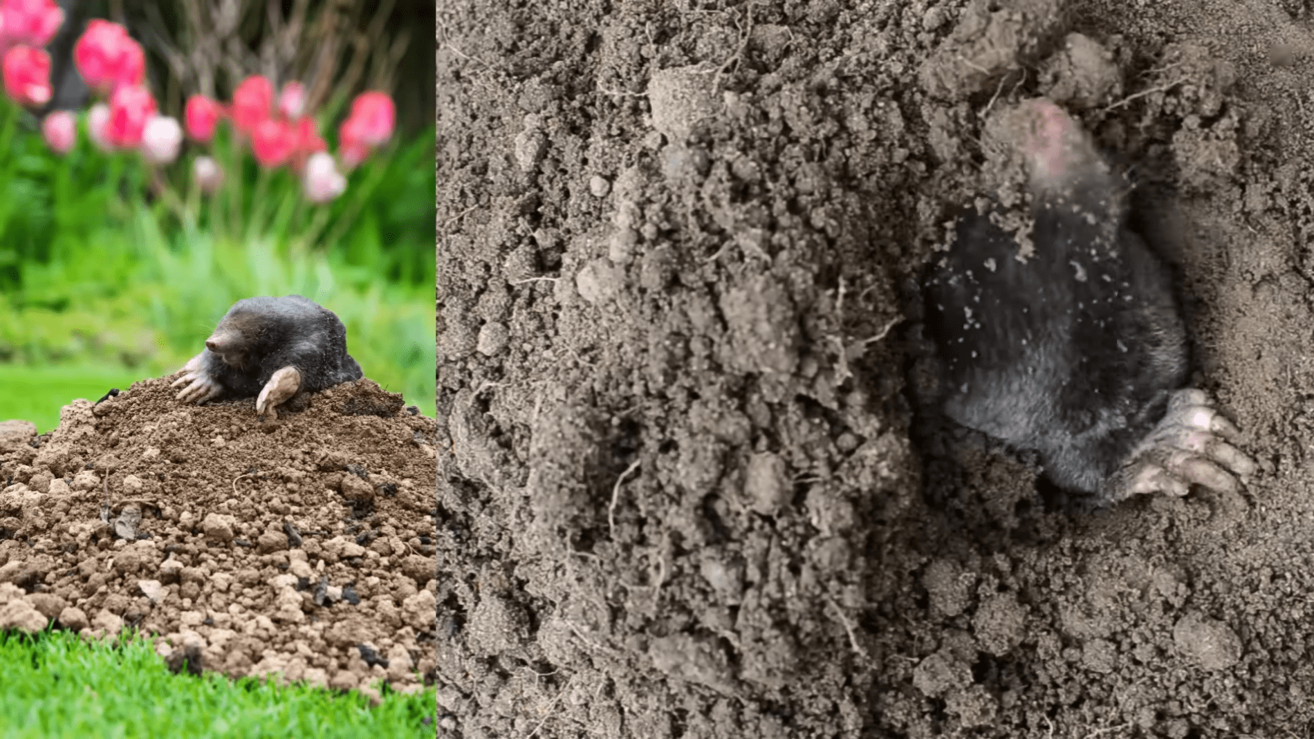 Експерти розповіли, як легко позбутися кротів на городі. Фото:YouTube/Природне здоров'я