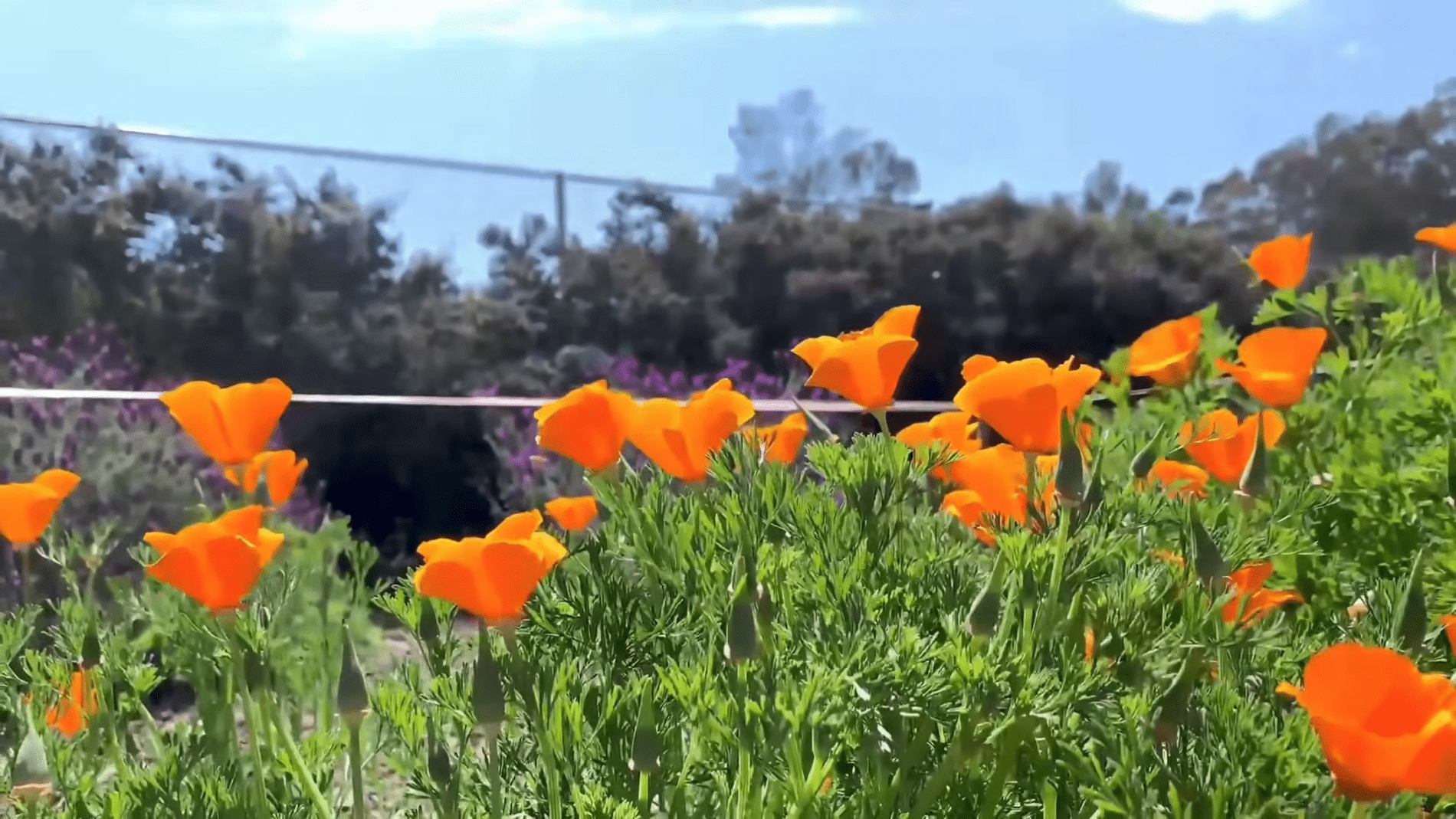 Садівники розповіли, які квіти можна сіяти одразу у відкритий ґрунт . Фото: YouTube/Голос Природи