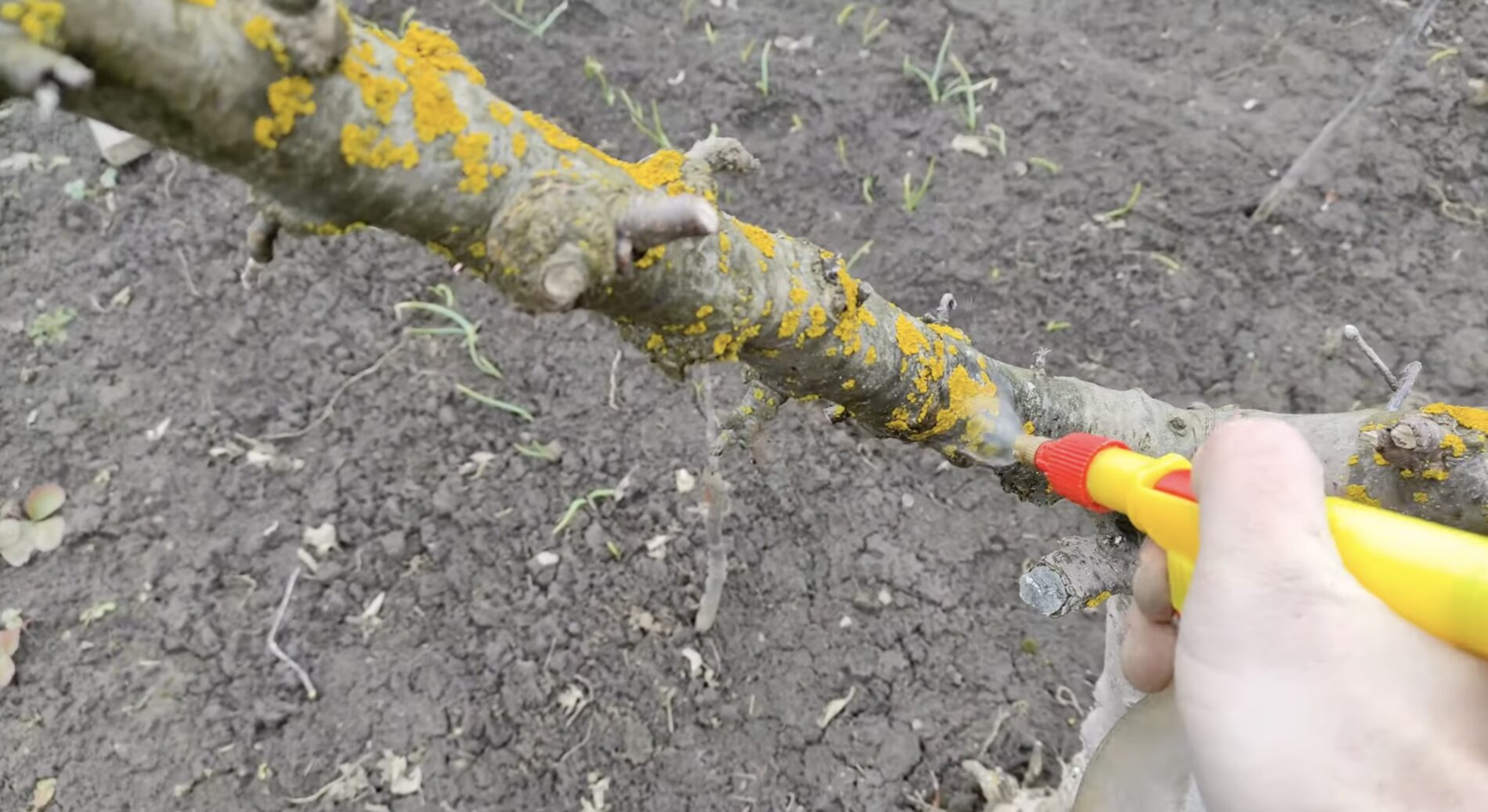 Садівники розповіли, як і чим обробити яблуні від лишайника. Фото: YouTube Family Garden Production