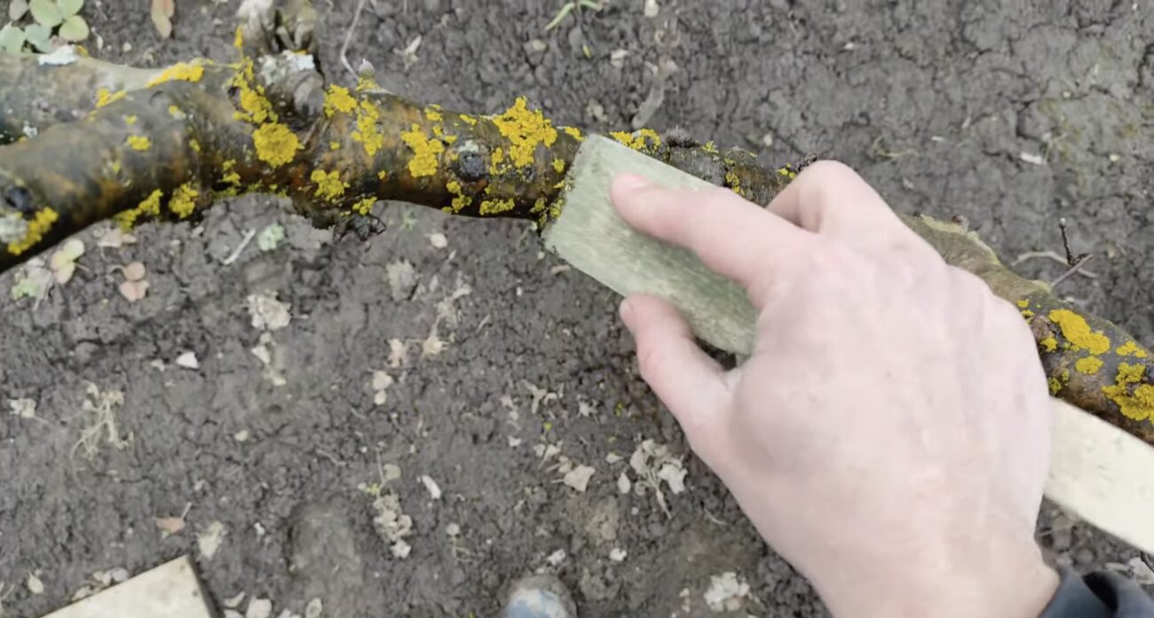 Садівники розповіли, як і чим обробити яблуні від лишайника. Фото: YouTube Family Garden Production