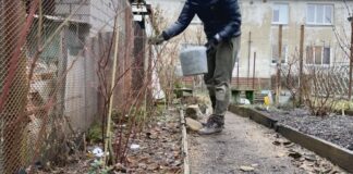 Садівники розповіли, як з гілок яблуні зробити мульчу для лохини. Фото: YouTube Затишна садиба