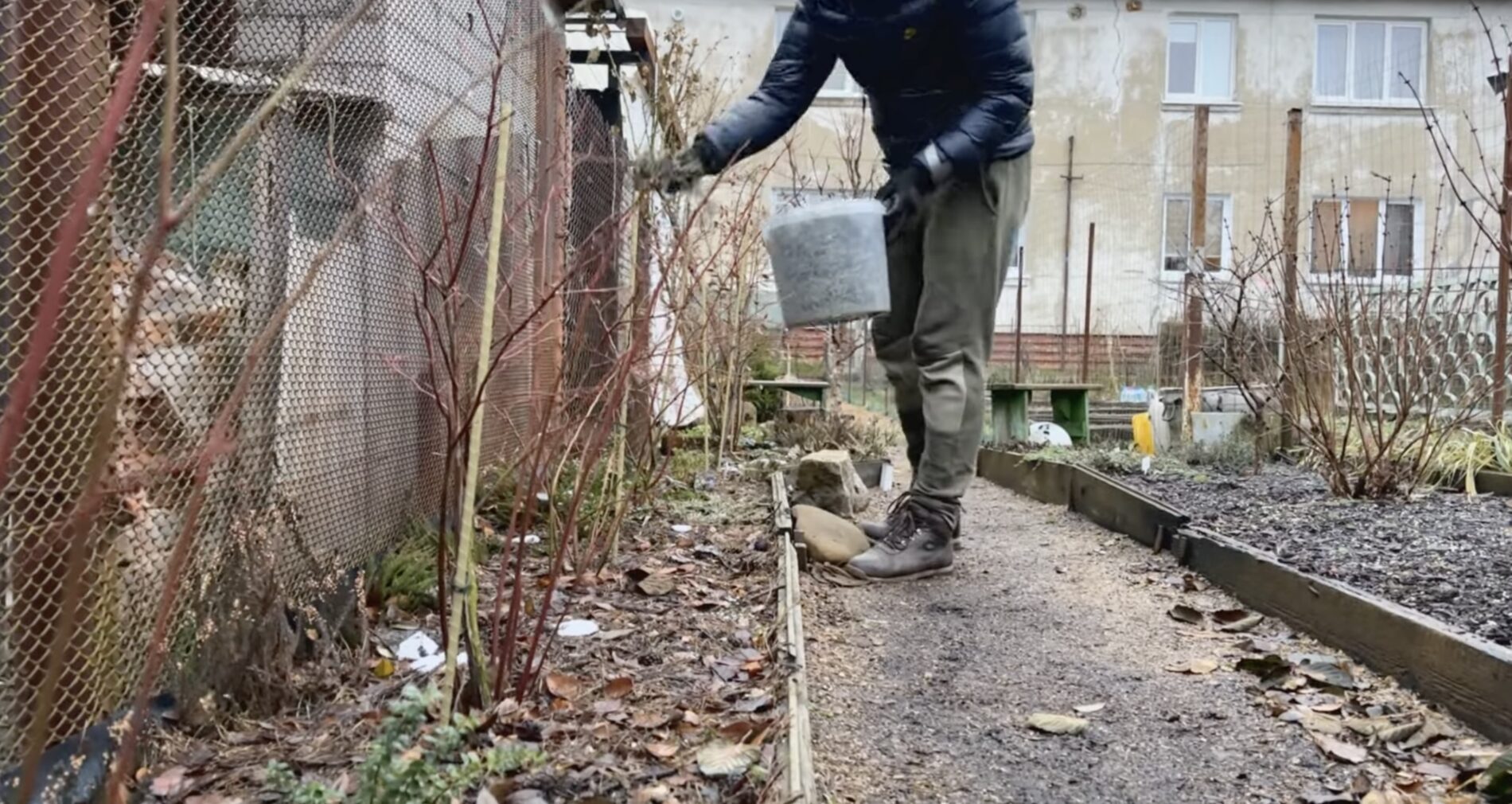 Садівники розповіли, як з гілок яблуні зробити мульчу для лохини. Фото: YouTube Затишна садиба