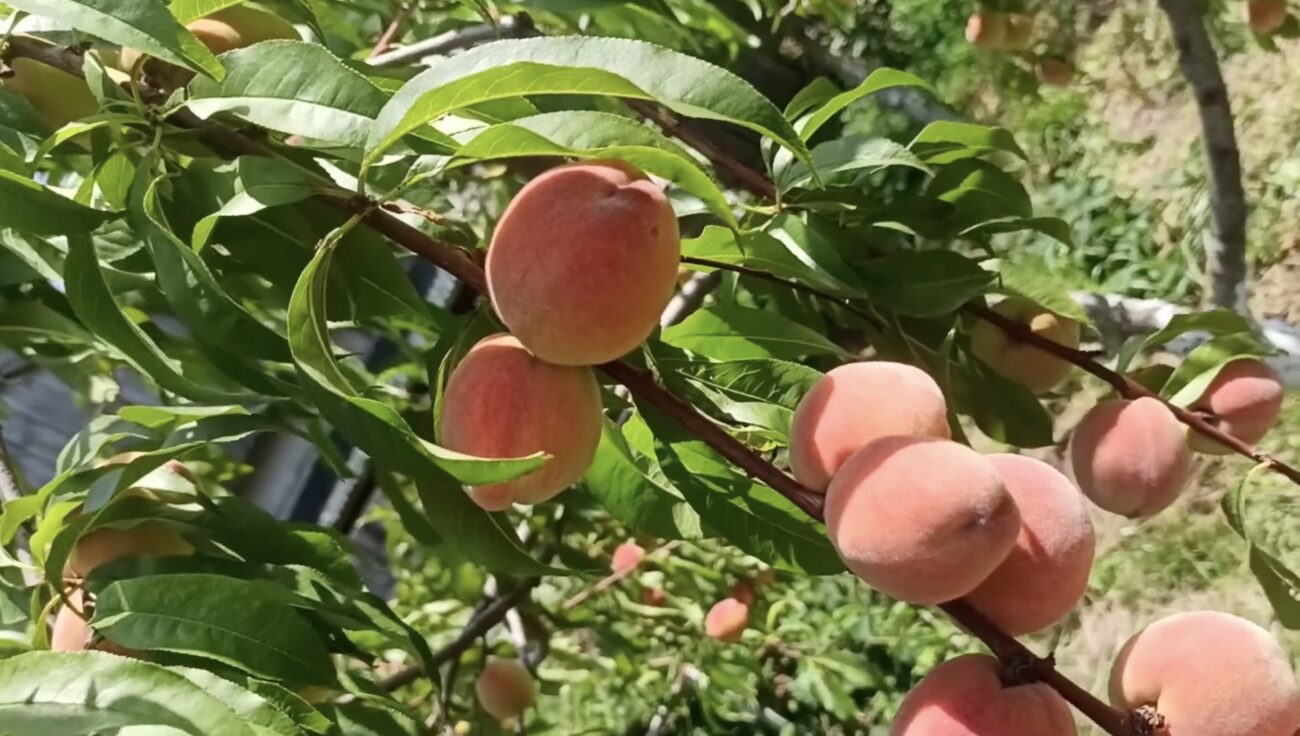 Садівники розповіли, як виростити персикове дерево. Фото: YouTube Sunshine