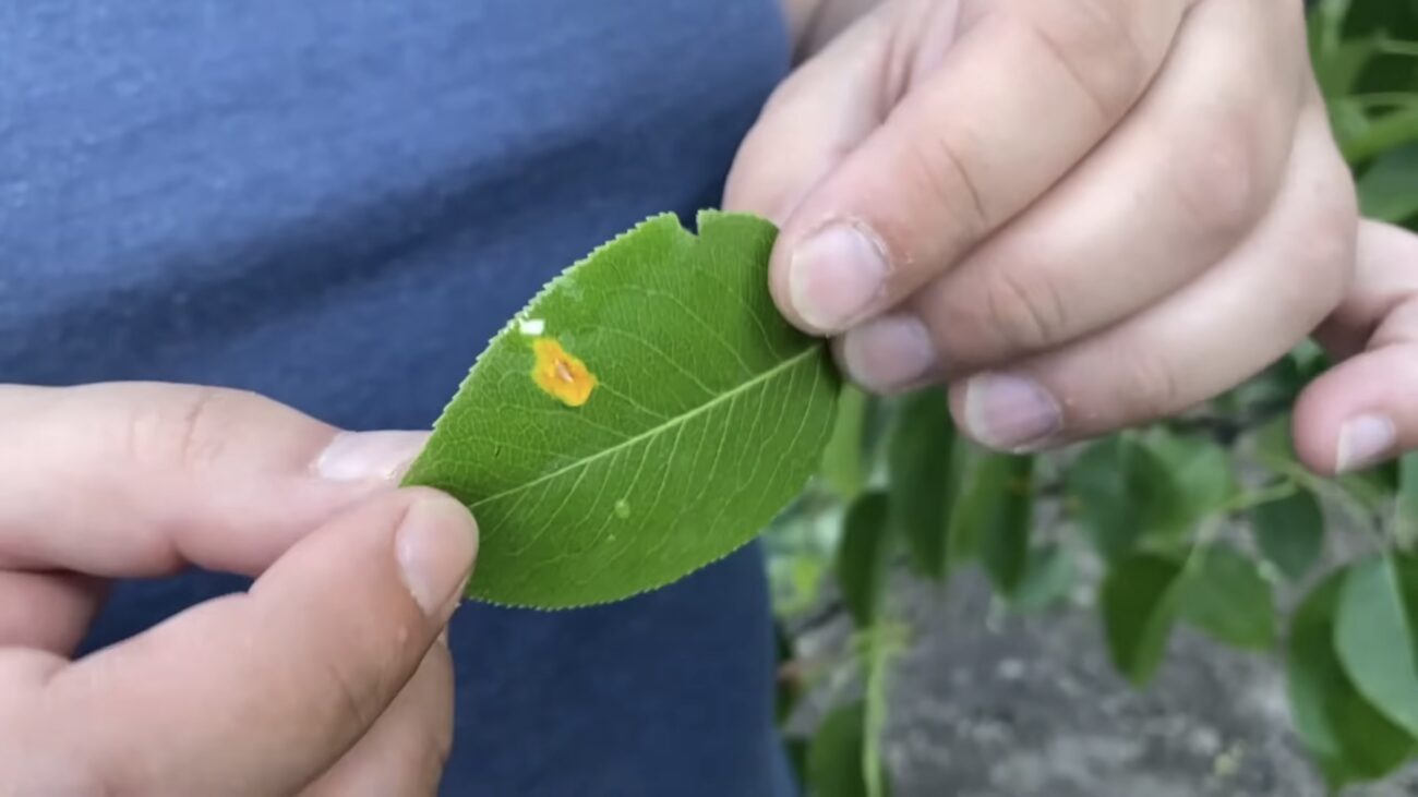 Садівники розповіли, як врятувати грушеві дерева ід іржі. Фото: YouTube Нехай росте 