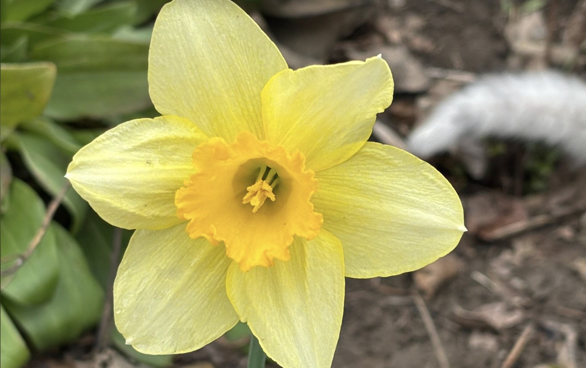 Садівники розповіли, що потрібно обовʼязково зробити з нарцисами після цвітіння. Фото: Добрі новини