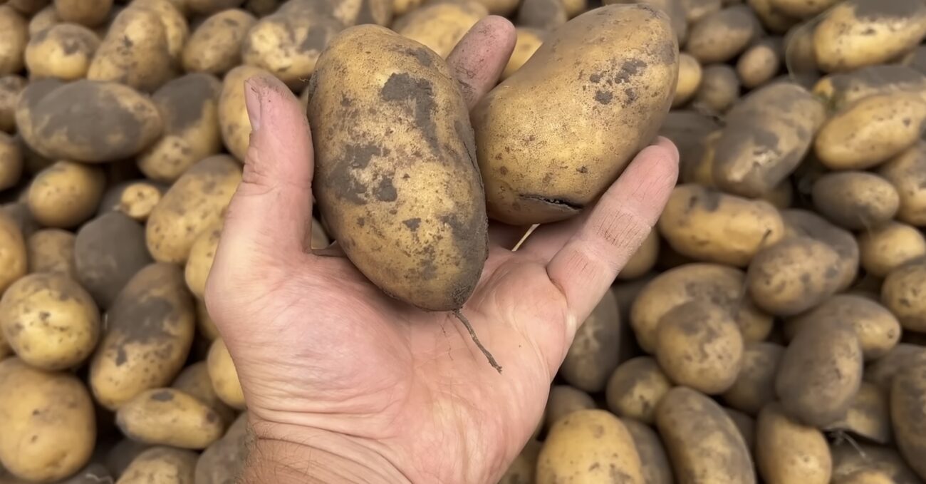 Городники назвали найкращий сорт картоплі на сезон 2026. Фото: YouTube тепличні справи