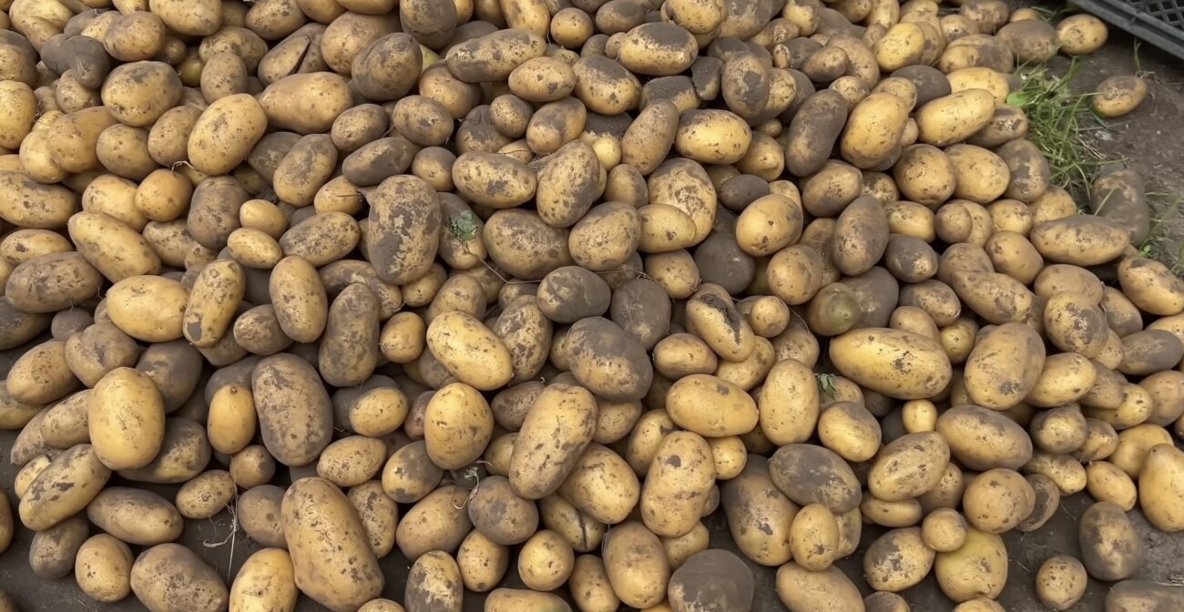 Городники розповіли, як використовувати картопляний відвар замість добрива. Фото: YouTube тепличні справи