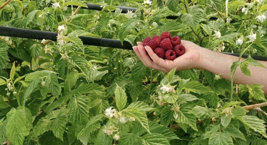 Чим можна підживити малину, коли вона зацвіла, і що ТЕРМІНОВО треба прибрати: “шпаргалка” дачникам 