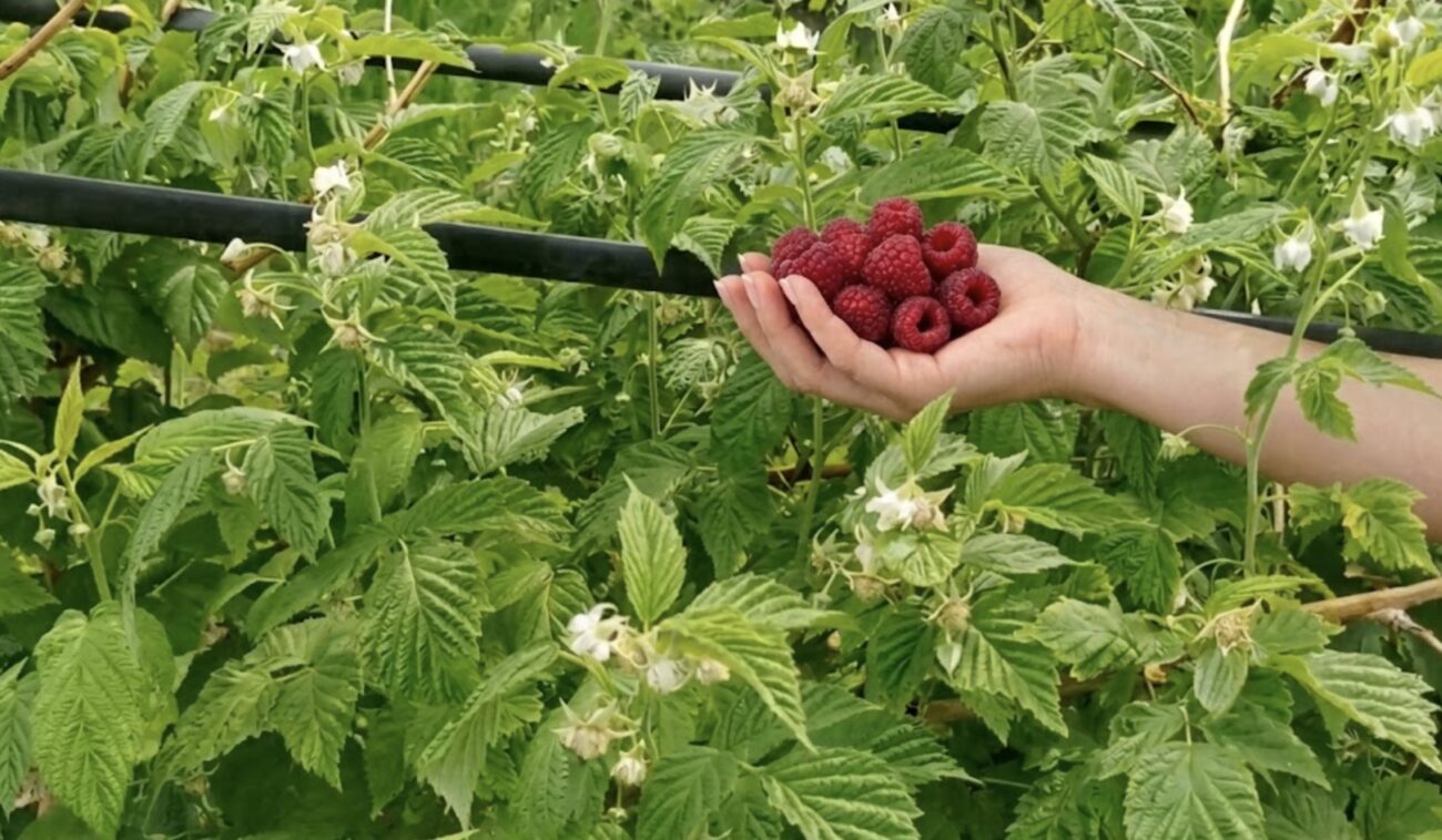 Садівники розповіли, які добрива потрібні малині під час цвітіння. Фото: Добрі новини