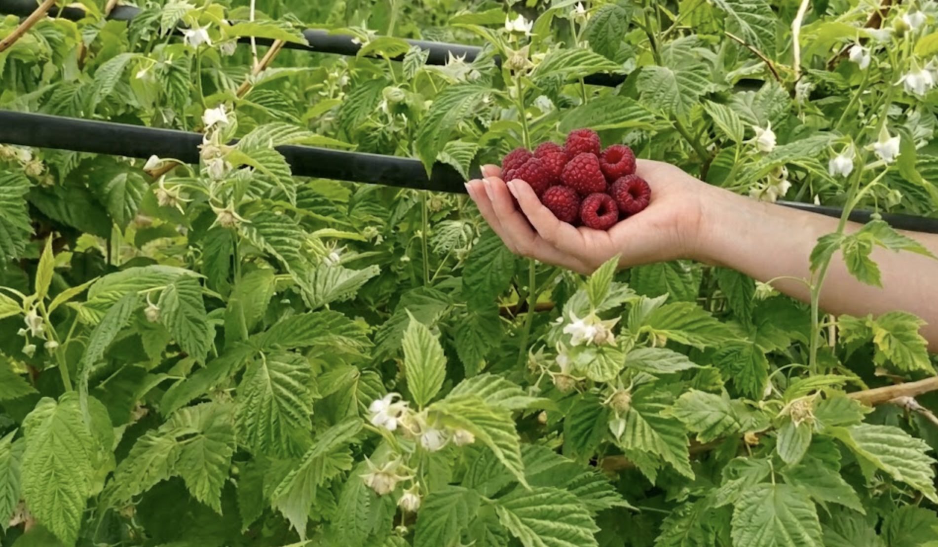 Садівники розповіли, які добрива потрібні малині під час цвітіння. Фото: Добрі новини