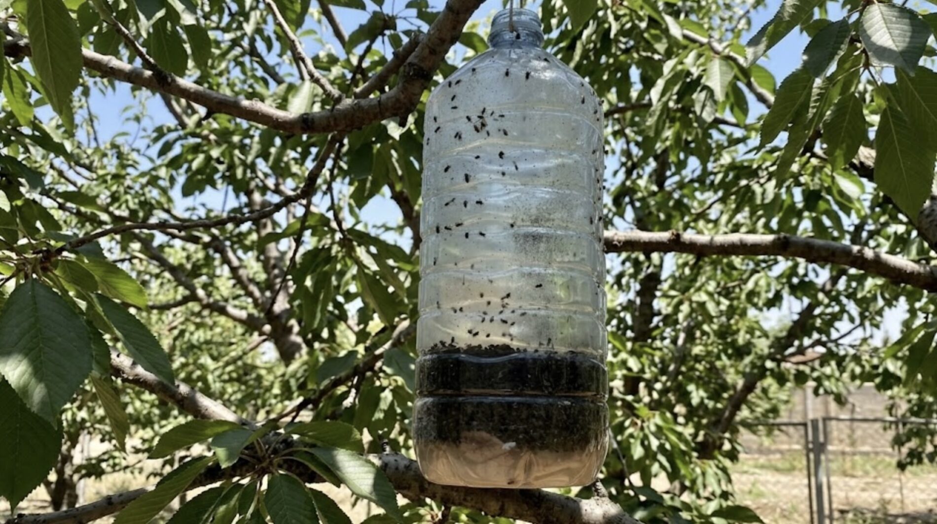 Садівники розповіли, як на деревах зробити пастку для мух і попелиці. Фото: Добрі новини