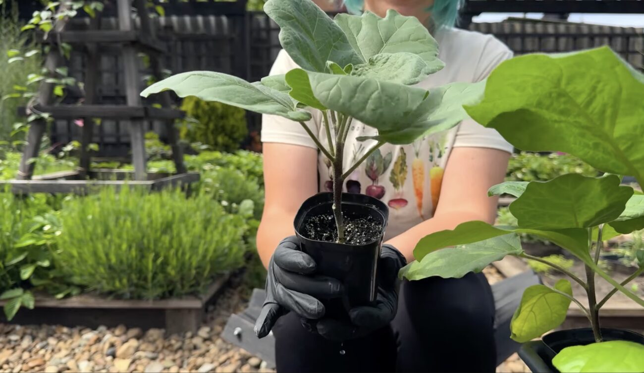 Городники розповіли, як зрозуміти, що баклажани можна пересаджувати в ґрунт. Фото: YouTube Корисні Корисності