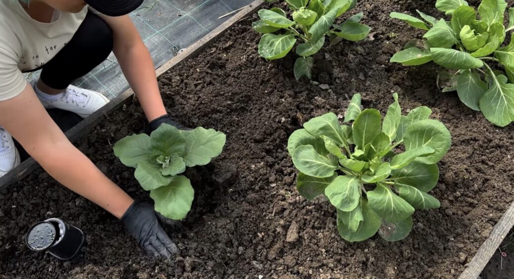 Не поспішаю з висадкою теплолюбних баклажанів у відкритий ґрунт: чекаю 1 важливої ознаки від самої природи 